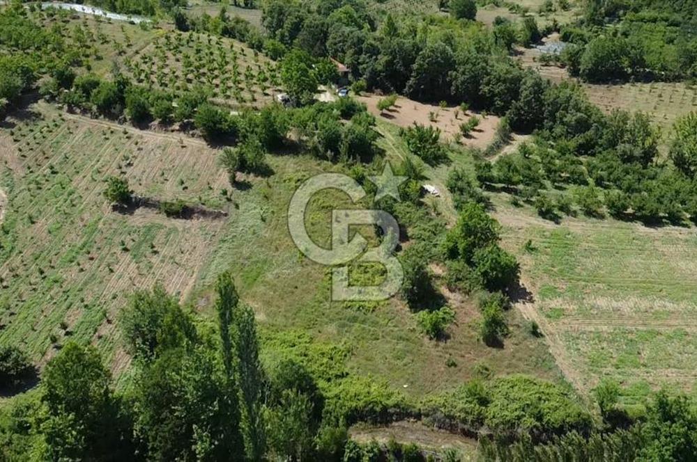 ÇANAKKALE BAYRAMİÇ YASSIBAĞ KÖYÜ'NDE YATIRIMLIK BAHÇE
