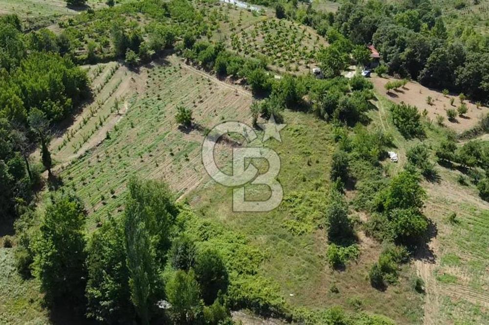 ÇANAKKALE BAYRAMİÇ YASSIBAĞ KÖYÜ'NDE YATIRIMLIK BAHÇE