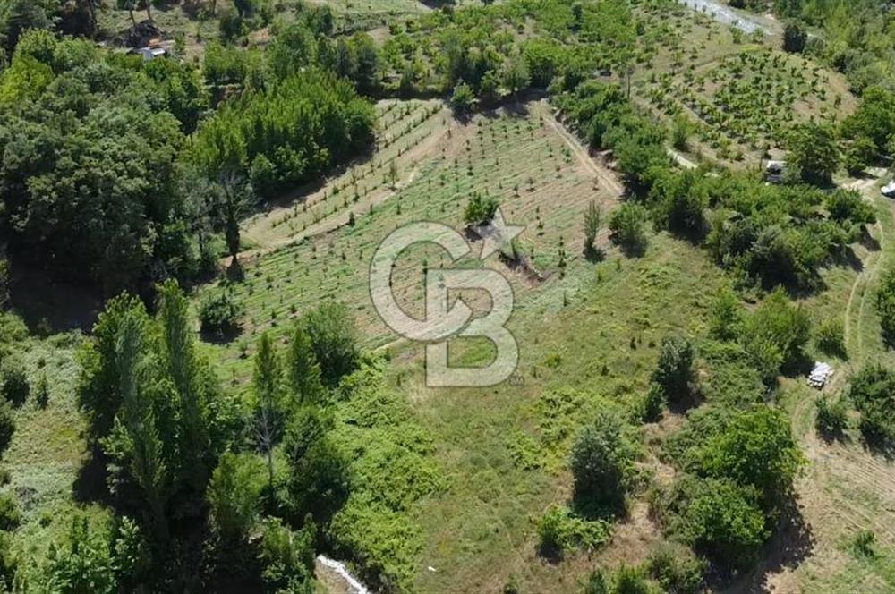 ÇANAKKALE BAYRAMİÇ YASSIBAĞ KÖYÜ'NDE YATIRIMLIK BAHÇE