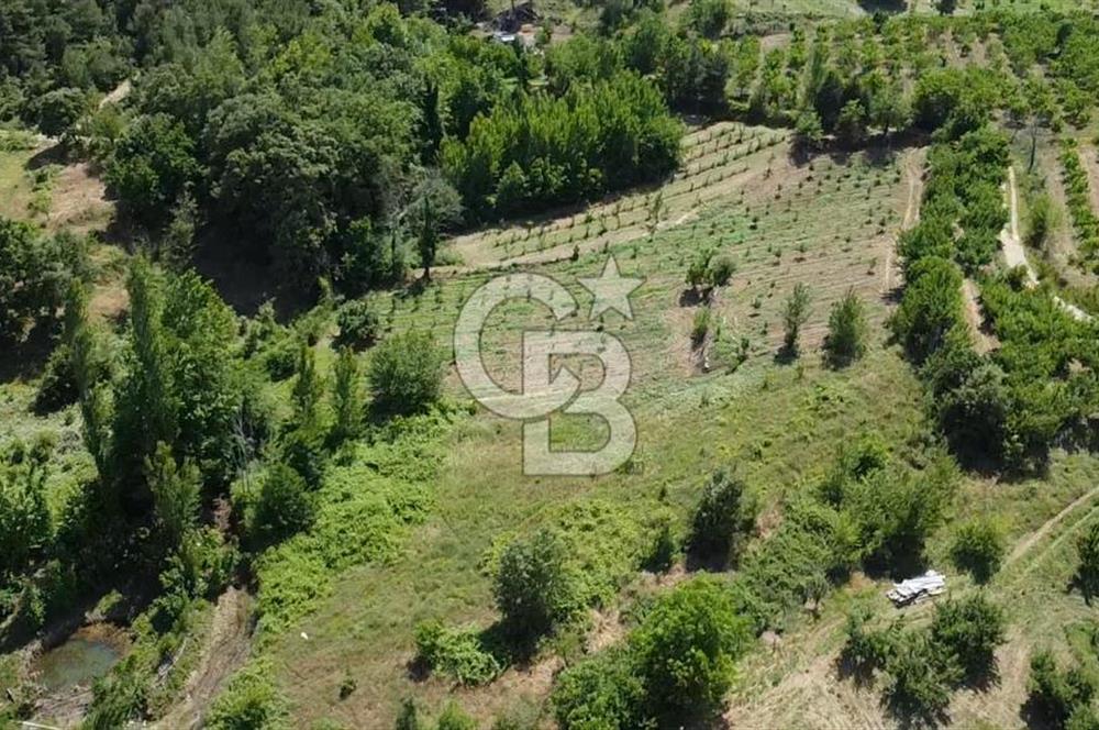 ÇANAKKALE BAYRAMİÇ YASSIBAĞ KÖYÜ'NDE YATIRIMLIK BAHÇE