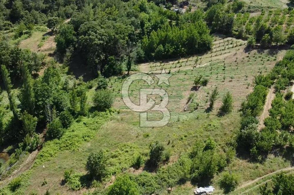 ÇANAKKALE BAYRAMİÇ YASSIBAĞ KÖYÜ'NDE YATIRIMLIK BAHÇE