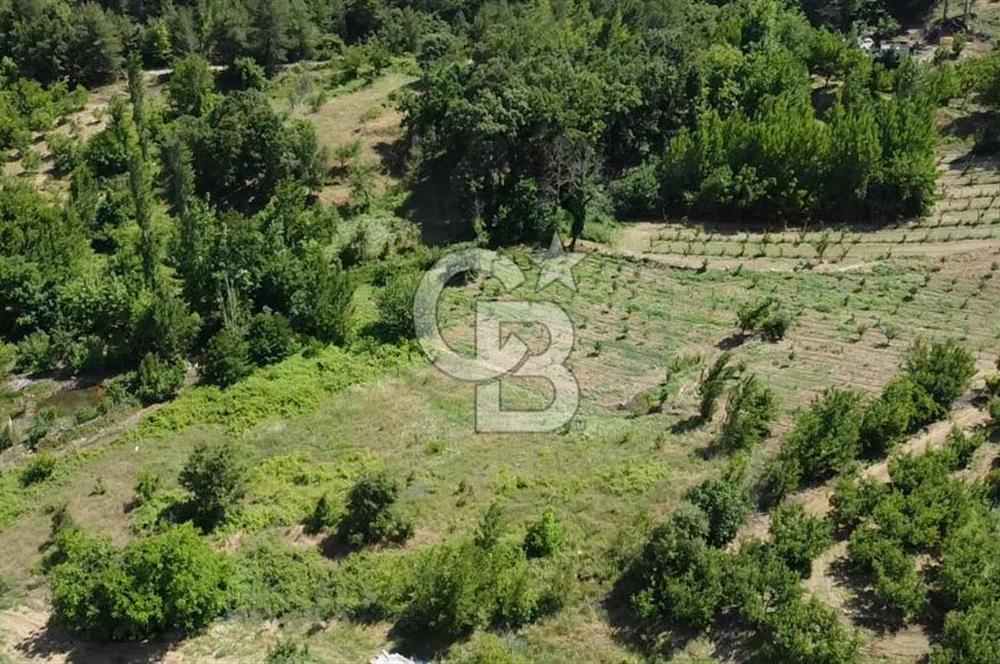 ÇANAKKALE BAYRAMİÇ YASSIBAĞ KÖYÜ'NDE YATIRIMLIK BAHÇE