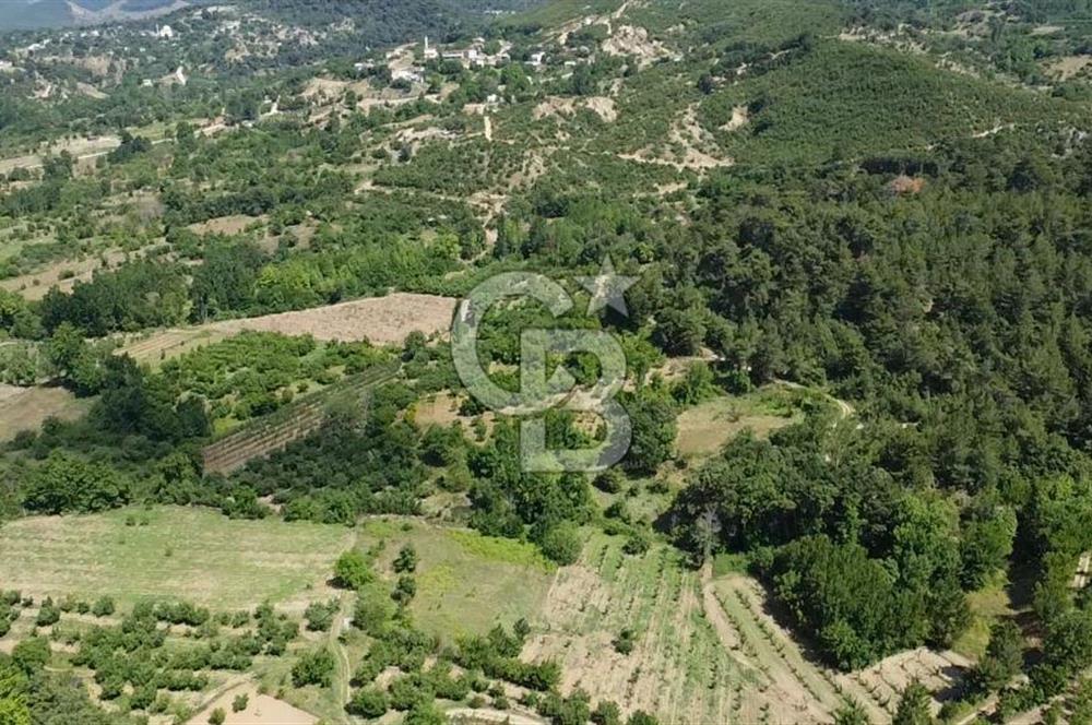 ÇANAKKALE BAYRAMİÇ YASSIBAĞ KÖYÜ'NDE YATIRIMLIK BAHÇE