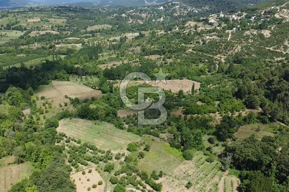 ÇANAKKALE BAYRAMİÇ YASSIBAĞ KÖYÜ'NDE YATIRIMLIK BAHÇE