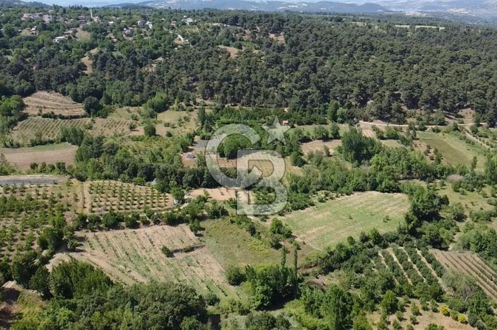 ÇANAKKALE BAYRAMİÇ YASSIBAĞ KÖYÜ'NDE YATIRIMLIK BAHÇE