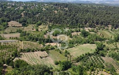 ÇANAKKALE BAYRAMİÇ YASSIBAĞ KÖYÜ'NDE YATIRIMLIK BAHÇE