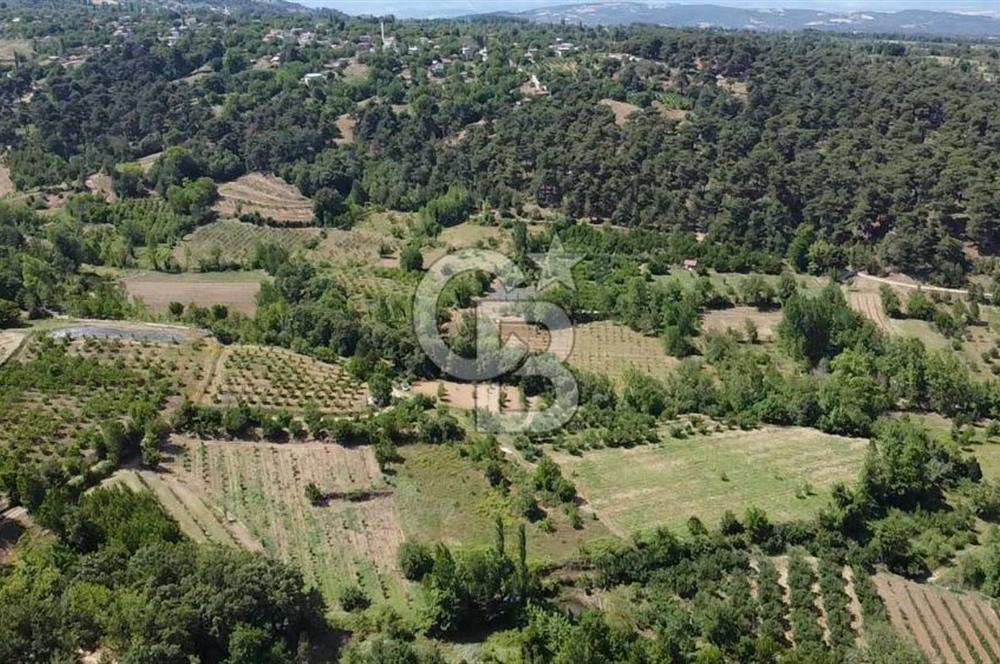 ÇANAKKALE BAYRAMİÇ YASSIBAĞ KÖYÜ'NDE YATIRIMLIK BAHÇE