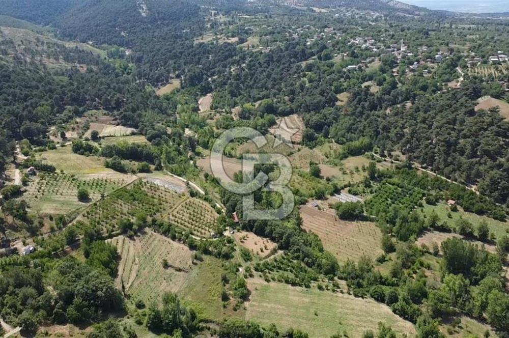 ÇANAKKALE BAYRAMİÇ YASSIBAĞ KÖYÜ'NDE YATIRIMLIK BAHÇE