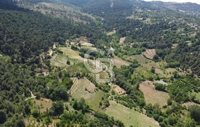 ÇANAKKALE BAYRAMİÇ YASSIBAĞ KÖYÜ'NDE YATIRIMLIK BAHÇE