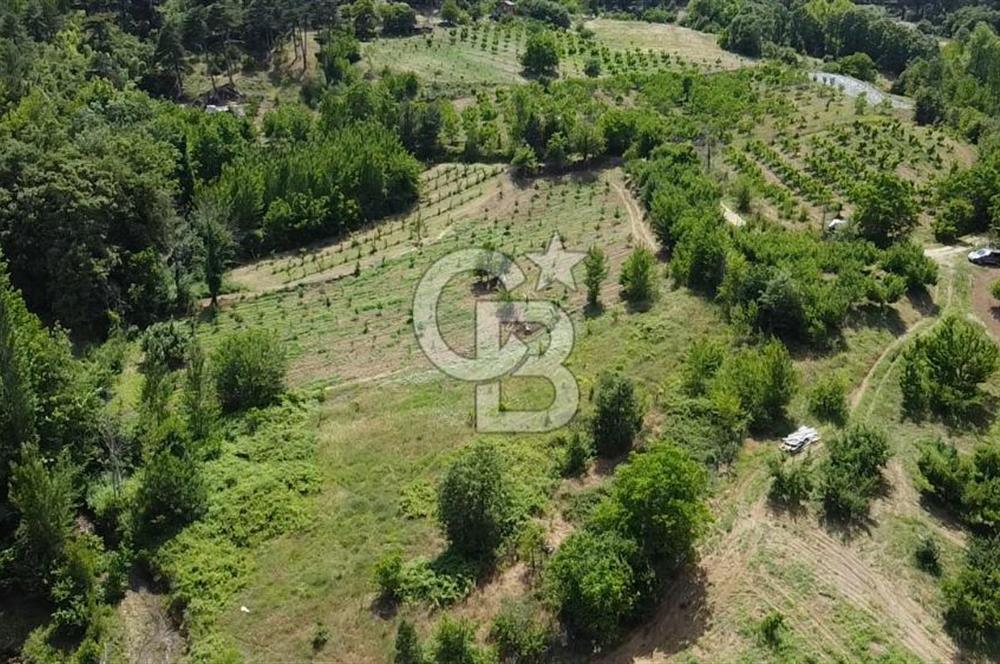 ÇANAKKALE BAYRAMİÇ YASSIBAĞ KÖYÜ'NDE YATIRIMLIK BAHÇE