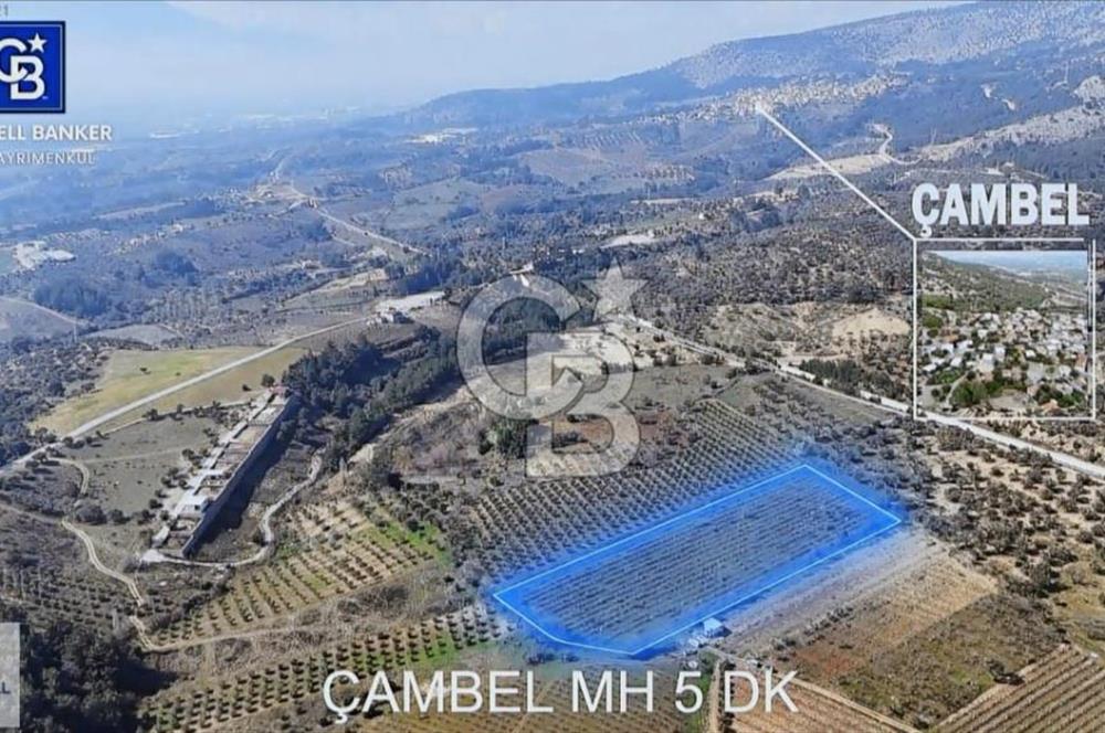 Kemalpaşa'da satılık tarla