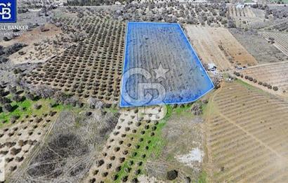 Kemalpaşa'da satılık tarla