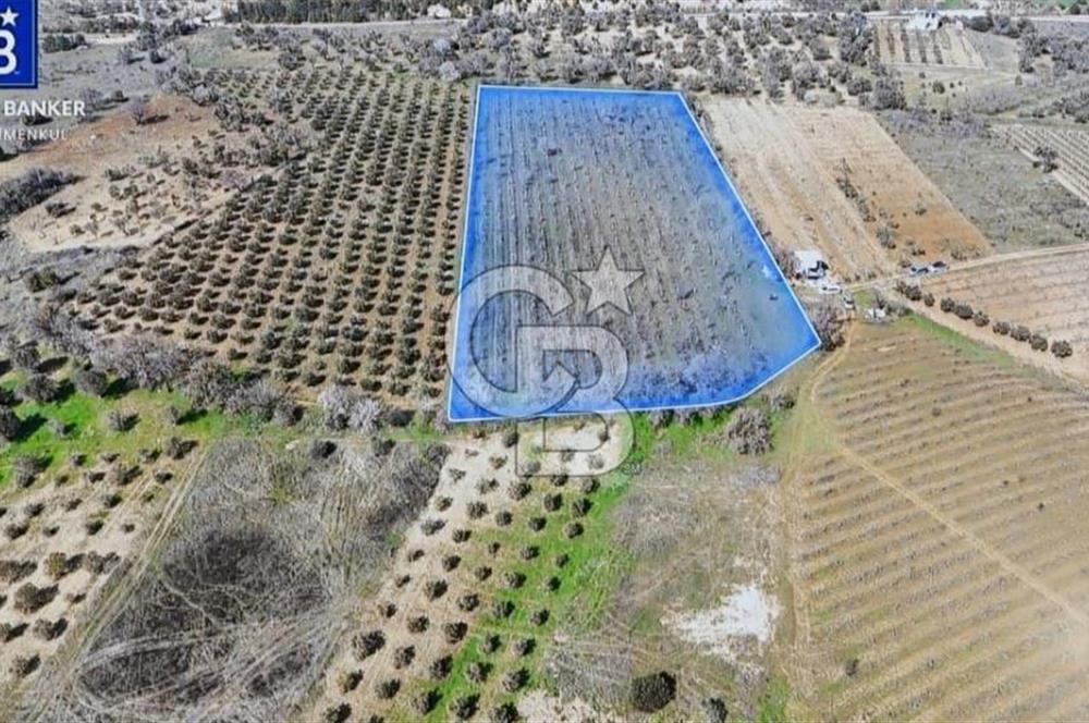 Kemalpaşa'da satılık tarla