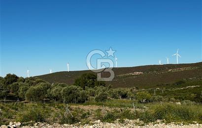 KARABURUN EĞLENHOCA'DA 7.910 m2 ZEYTİN AĞAÇLI SATILIK ARAZİ
