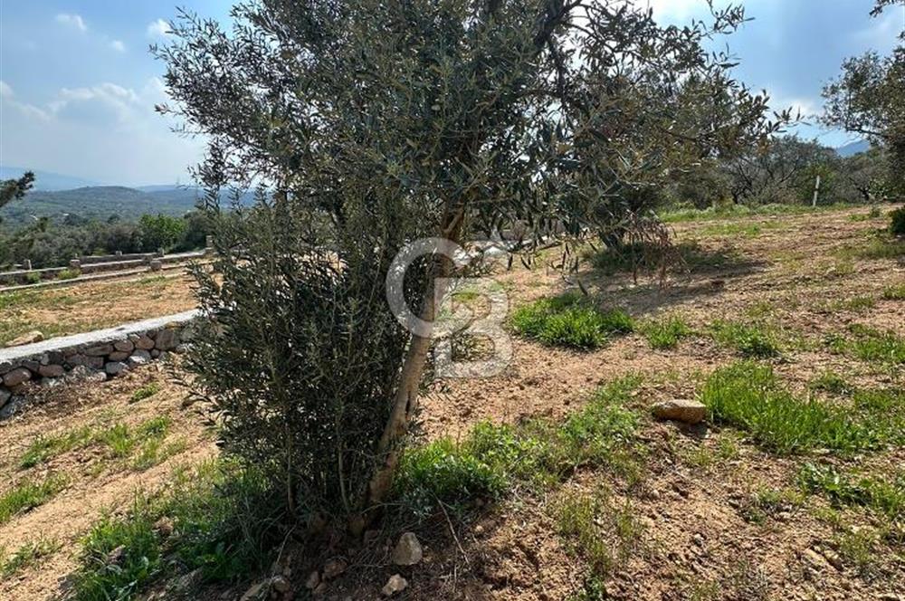 Kemalpaşa Vişneli'de Satılık Arazi