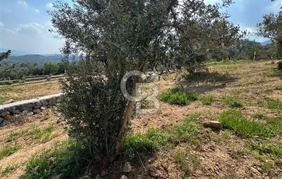 Kemalpaşa Vişneli'de Satılık Arazi