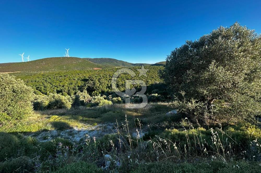 KARABURUN EĞLENHOCA'DA 7.910 m2 ZEYTİN AĞAÇLI SATILIK ARAZİ