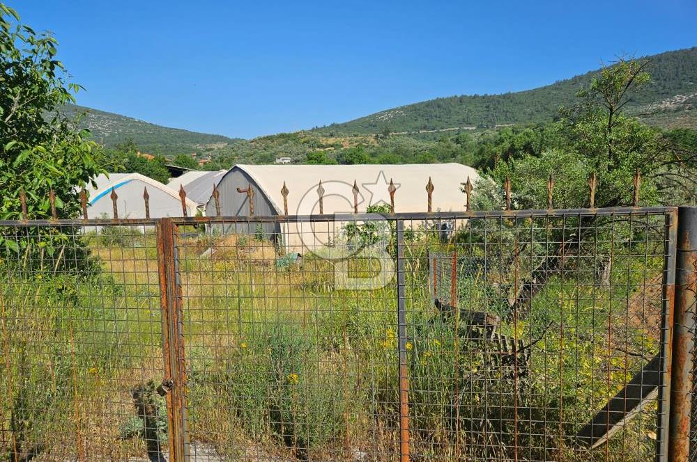 Muğla Menteşe Kafaca Mahallesi Beykaz Mevkiinde Satılık Üretim Tarlası – 3.834 m²