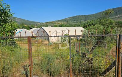Muğla Menteşe Kafaca Mahallesi Beykaz Mevkiinde Satılık Üretim Tarlası – 3.834 m²