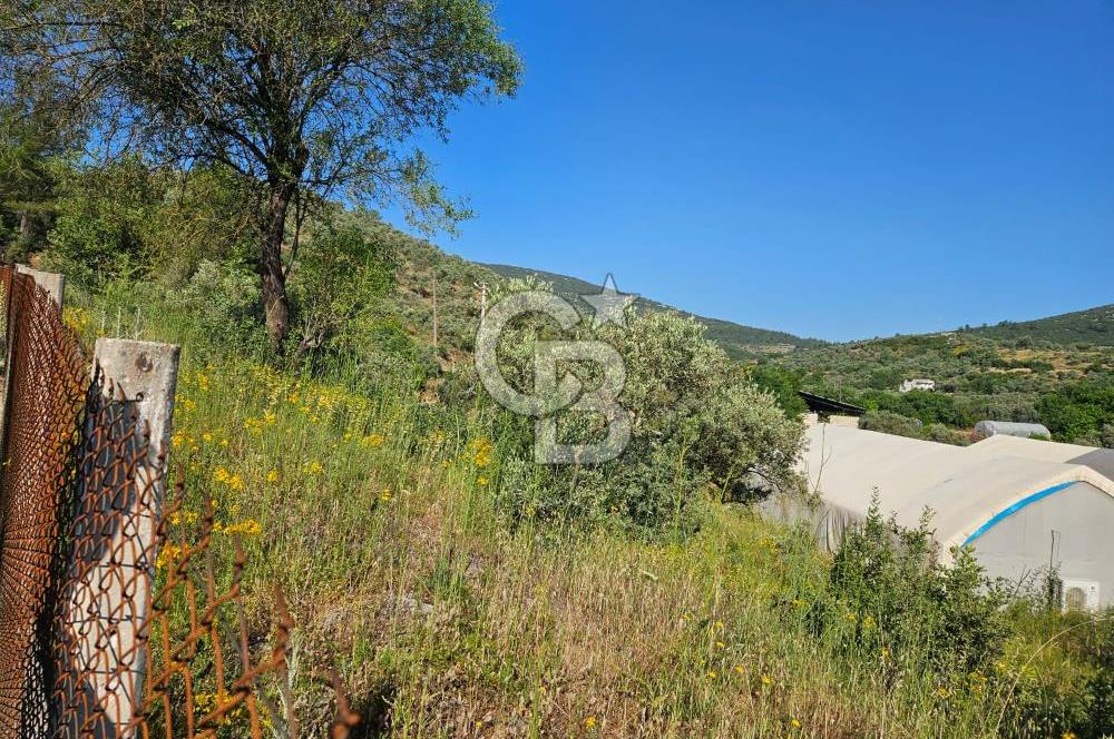 Muğla Menteşe Kafaca Mahallesi Beykaz Mevkiinde Satılık Üretim Tarlası – 3.834 m²