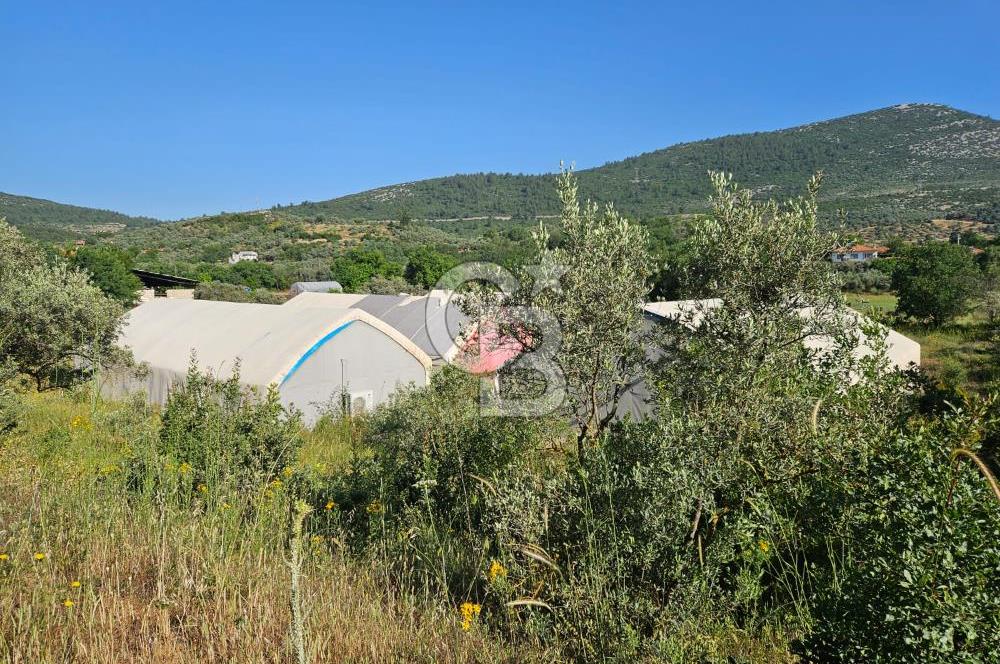 Muğla Menteşe Kafaca Mahallesi Beykaz Mevkiinde Satılık Üretim Tarlası – 3.834 m²