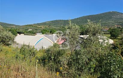 Muğla Menteşe Kafaca Mahallesi Beykaz Mevkiinde Satılık Üretim Tarlası – 3.834 m²