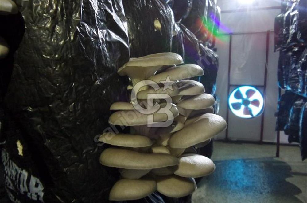 Muğla Menteşe Kafaca Mahallesi Beykaz Mevkiinde Satılık Üretim Tarlası – 3.834 m²