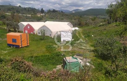 Muğla Menteşe Kafaca Mahallesi Beykaz Mevkiinde Satılık Üretim Tarlası – 3.834 m²