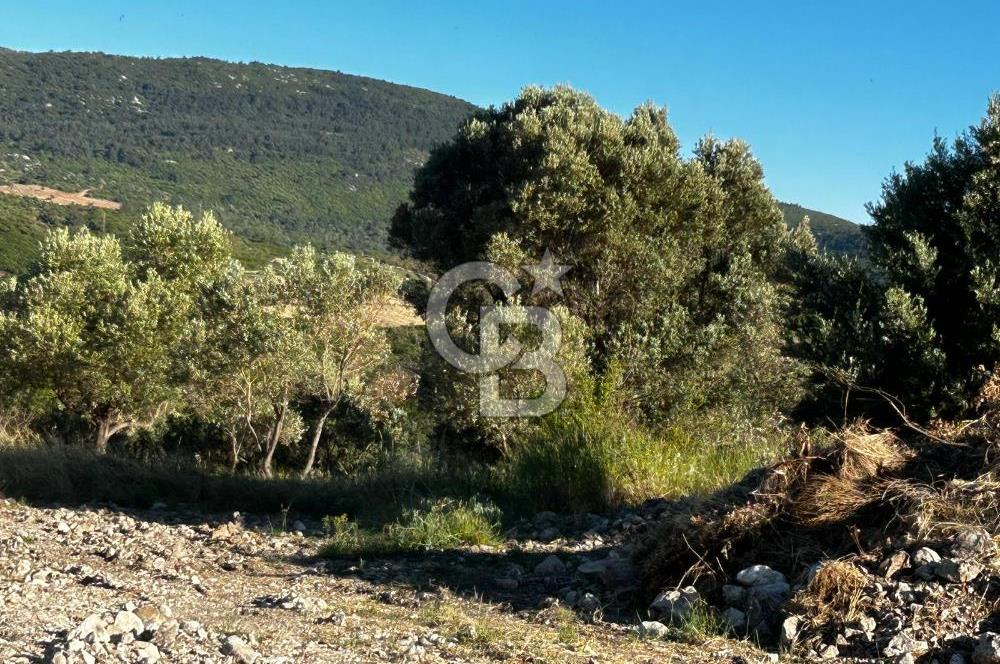 KARABURUN EĞLENHOCA'DA 7.910 m2 ZEYTİN AĞAÇLI SATILIK ARAZİ