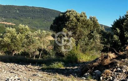 KARABURUN EĞLENHOCA'DA 7.910 m2 ZEYTİN AĞAÇLI SATILIK ARAZİ
