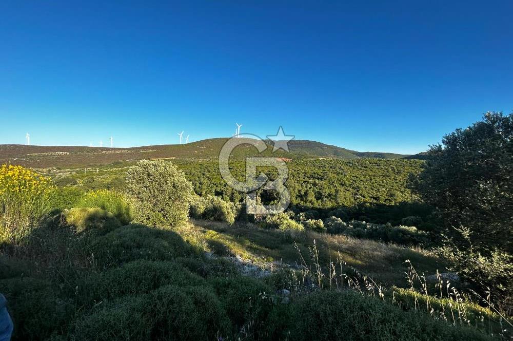 KARABURUN EĞLENHOCA'DA 7.910 m2 ZEYTİN AĞAÇLI SATILIK ARAZİ