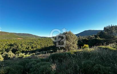KARABURUN EĞLENHOCA'DA 7.910 m2 ZEYTİN AĞAÇLI SATILIK ARAZİ