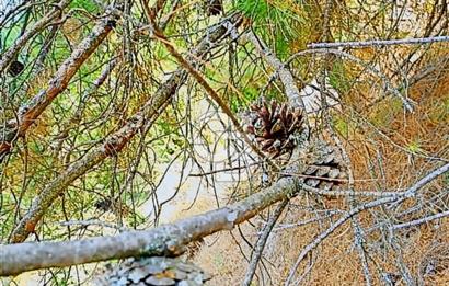 Bursa’da Kamp ve hobi amaçlı 12 dönüm orman