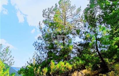 Bursa’da Kamp ve hobi amaçlı 12 dönüm orman