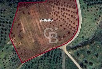 Kırtepe köyünde satılık yemiş ve zeytin tarlası