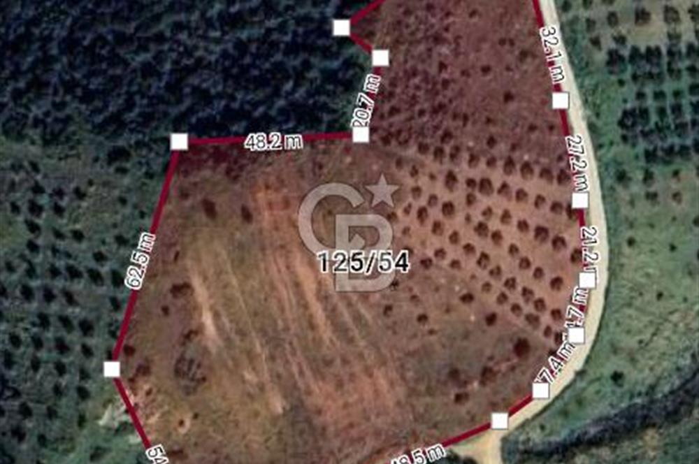 Kırtepe köyünde satılık yemiş ve zeytin tarlası