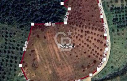 Kırtepe köyünde satılık yemiş ve zeytin tarlası