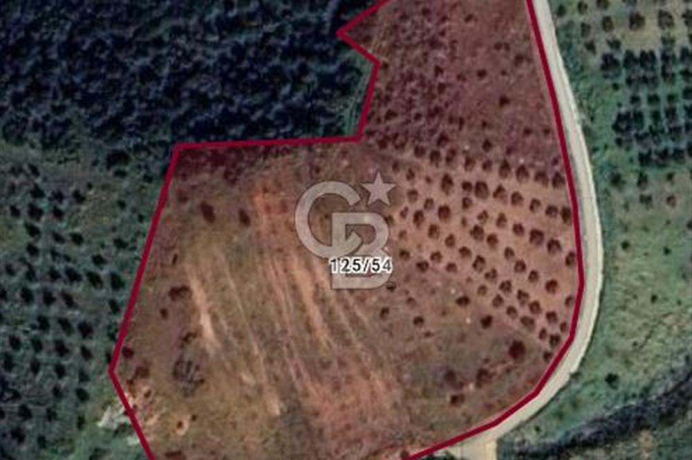 Kırtepe köyünde satılık yemiş ve zeytin tarlası