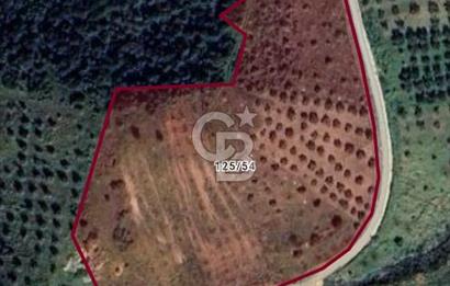 Kırtepe köyünde satılık yemiş ve zeytin tarlası
