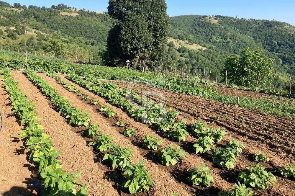 ÇANAKKALE YENİCE KARADORU KÖYÜ FIRSAT SATILIK TARLA