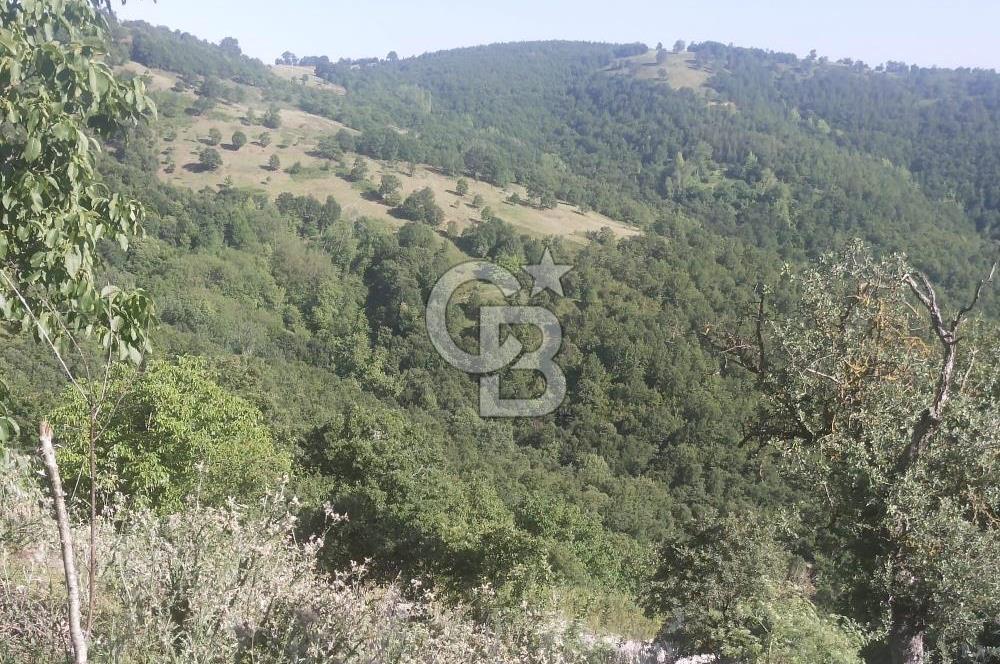 ÇANAKKALE YENİCE KARADORU KÖYÜ FIRSAT SATILIK TARLA