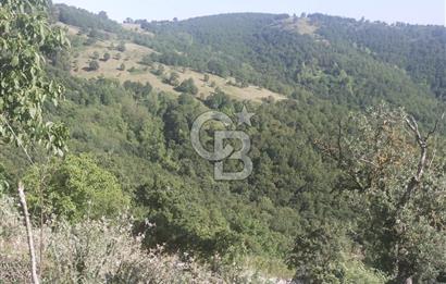 ÇANAKKALE YENİCE KARADORU KÖYÜ FIRSAT SATILIK TARLA
