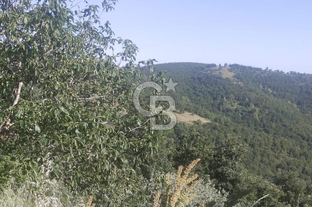ÇANAKKALE YENİCE KARADORU KÖYÜ FIRSAT SATILIK TARLA