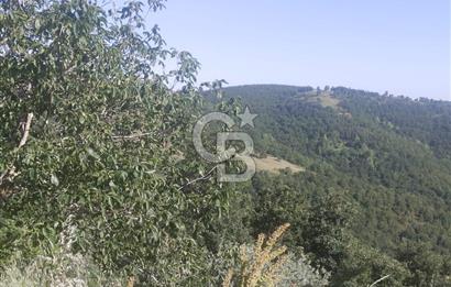 ÇANAKKALE YENİCE KARADORU KÖYÜ FIRSAT SATILIK TARLA