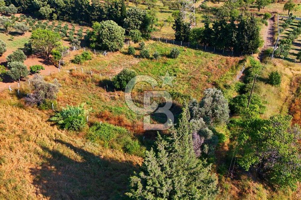 Datça Kızlan'da Satılık 743 m² Bademlik - Yolu Mevcut