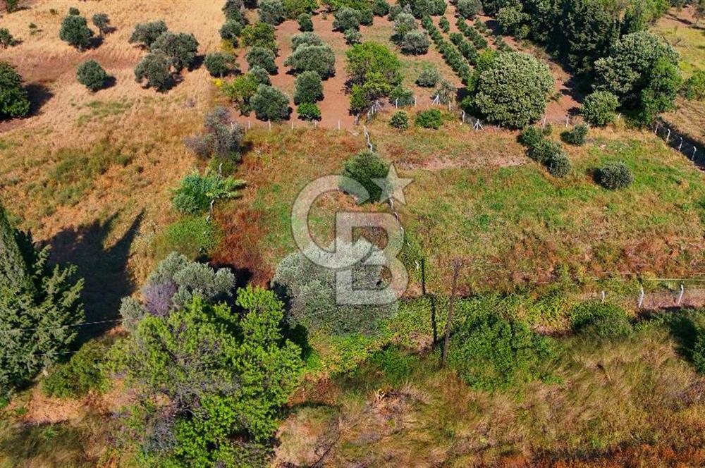 Datça Kızlan'da Satılık 743 m² Bademlik - Yolu Mevcut