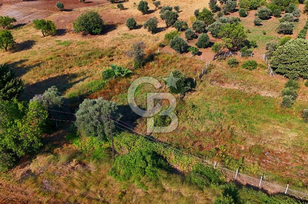 Datça Kızlan'da Satılık 743 m² Bademlik - Yolu Mevcut