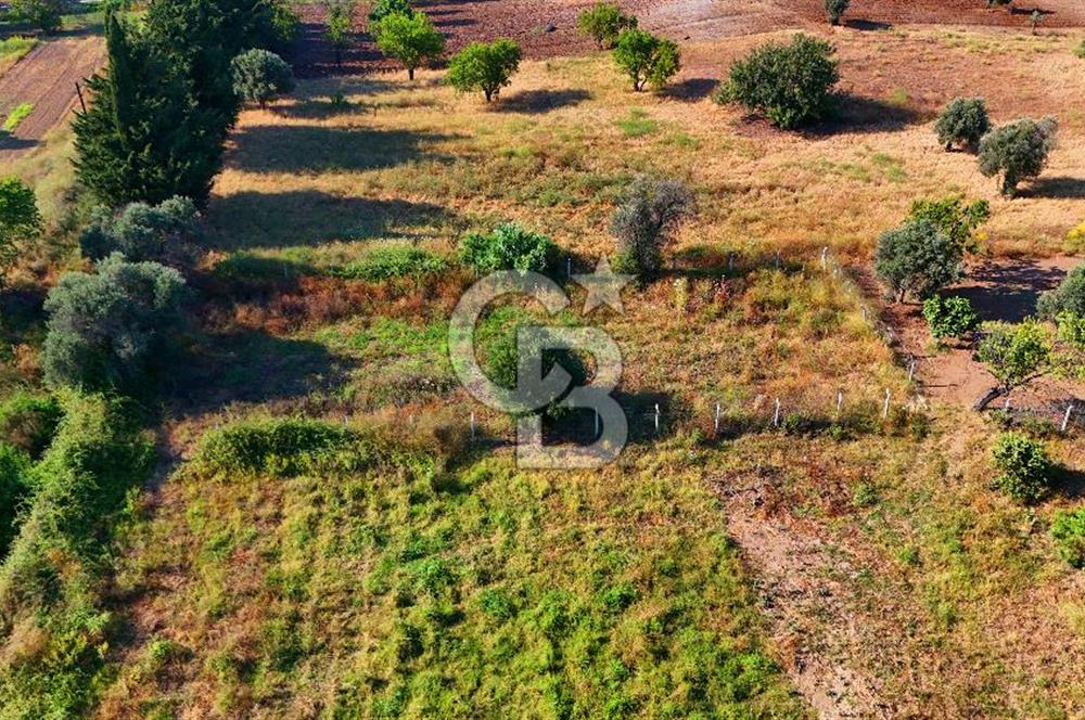 Datça Kızlan'da Satılık 743 m² Bademlik - Yolu Mevcut