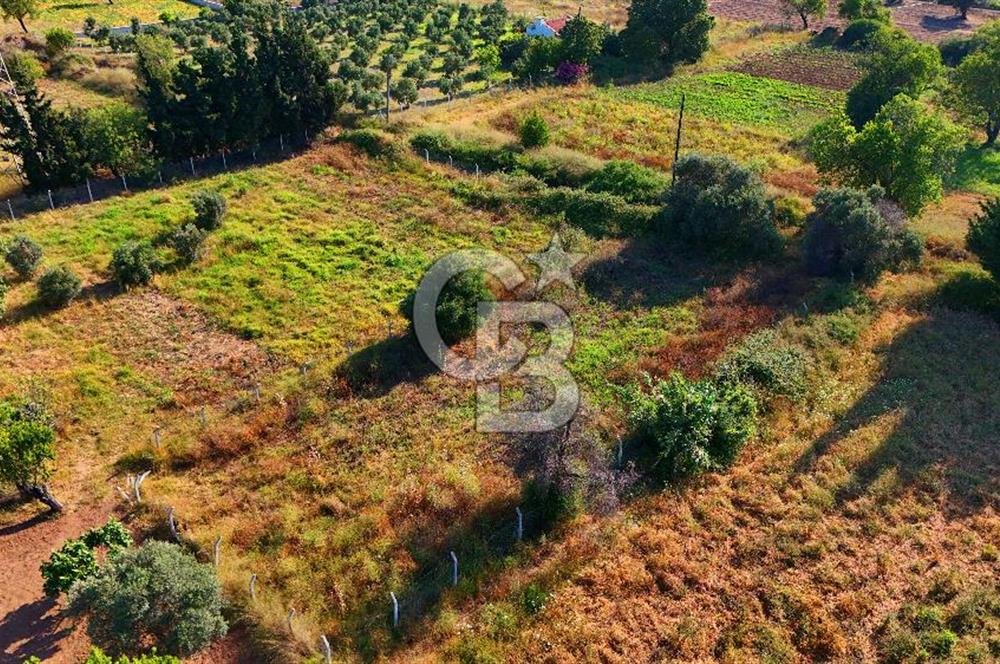 Datça Kızlan'da Satılık 743 m² Bademlik - Yolu Mevcut