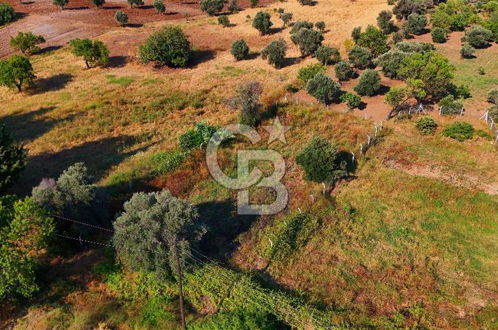 Datça Kızlan'da Satılık 743 m² Bademlik - Yolu Mevcut
